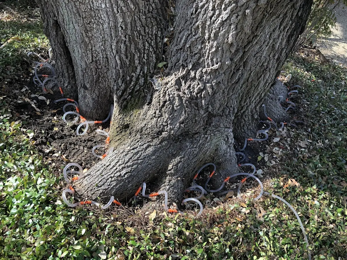 Detailed Tree Cabling and Bracing job site in Sabinal