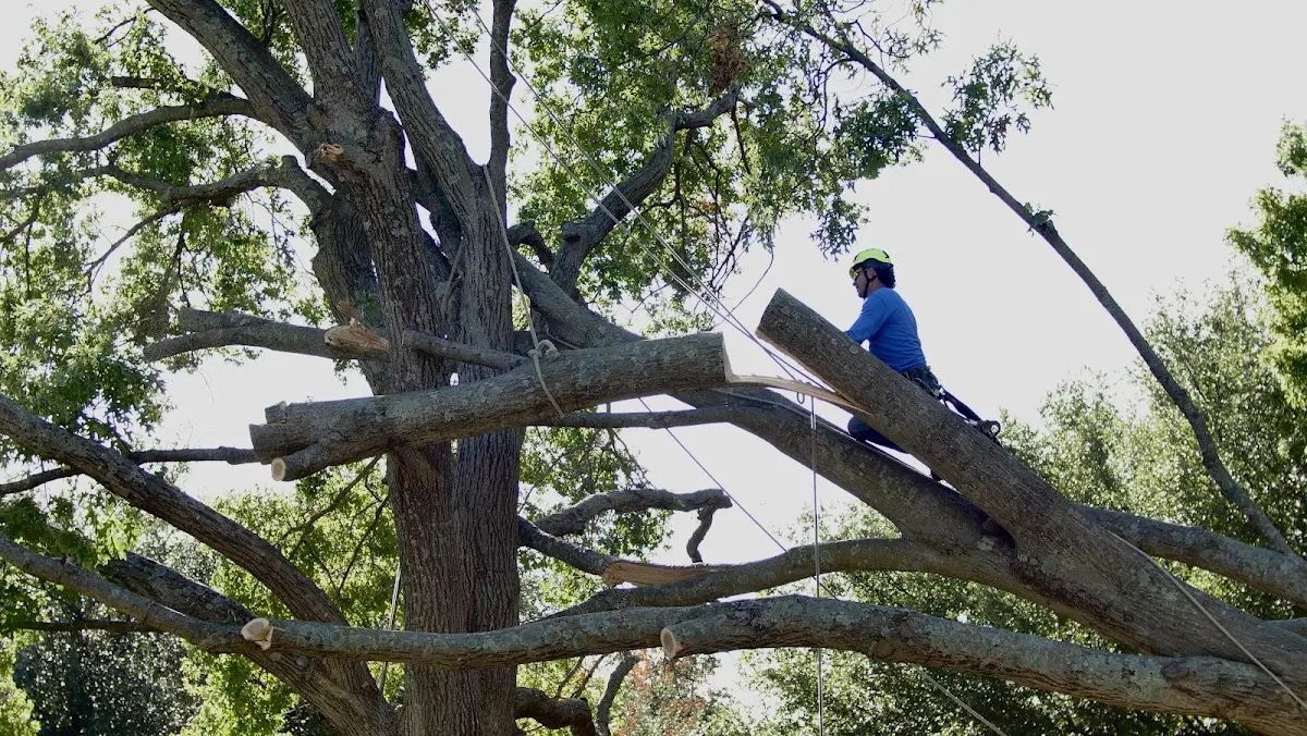 Professional Crown Thinning performed by certified arborists in Sabinal
