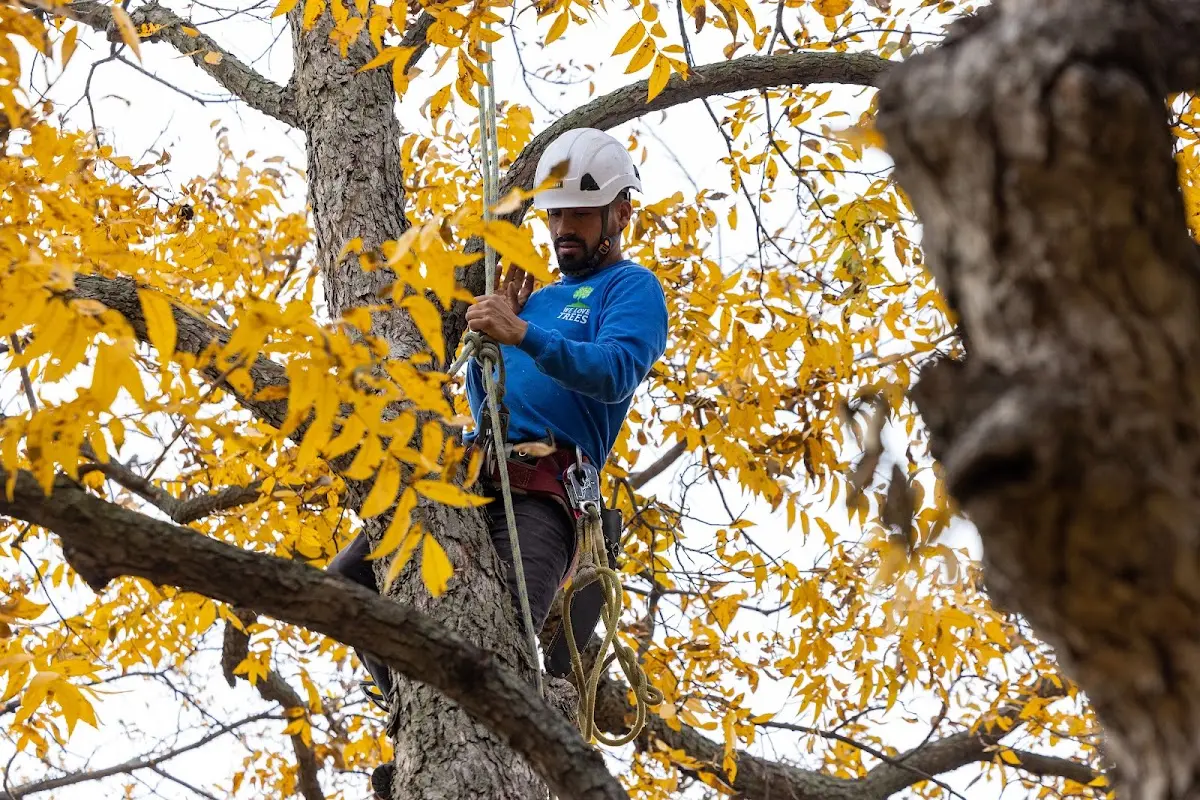 Skilled Tree Disease Treatment crew working in Sabinal